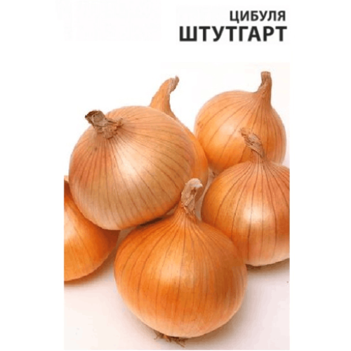 Цибуля Штутгарт (Штутгартер)