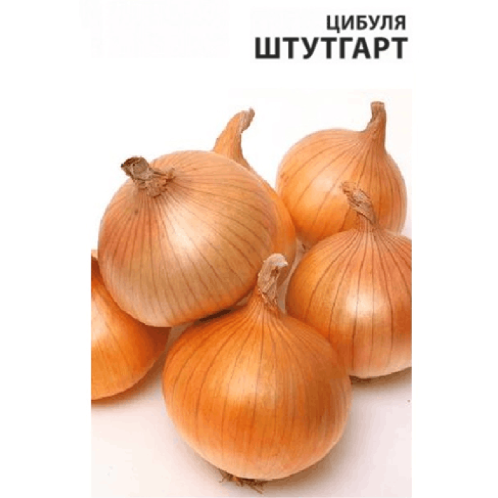 Цибуля Штутгарт (Штутгартер)