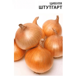 Цибуля Штутгарт (Штутгартер)