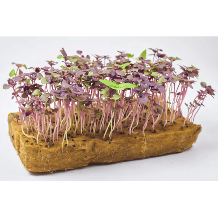 Базилік Дарк Опал фіолетовий насіння для мікрозелені