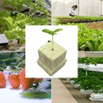 Безгрунтовий субстрат, кубики 2,5х2,5х2,5 см з кам'яної вати для розсади, основа для розсади, безпідставна гідропоніка,