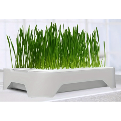 Гідропонна система для вирощування мікрозелені. 