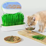 Гідропонний лоток для вирощування мікрозелені.