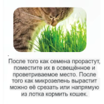 Гідропонний лоток 21 х 9,2 х 5 см для вирощування кошачої трави