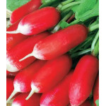 Редіс Селезія, насіння Редіс Селезія (Польща) 