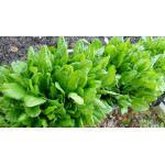 Насіння Щавель - купити в Україні | Microgreen, Щавель, насіння щавлю