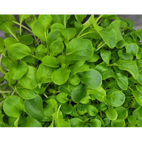 Пак Чой (бок-чой) - насіння мікрозелені