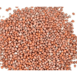Редис Red Coral - насіння для мікрозелені