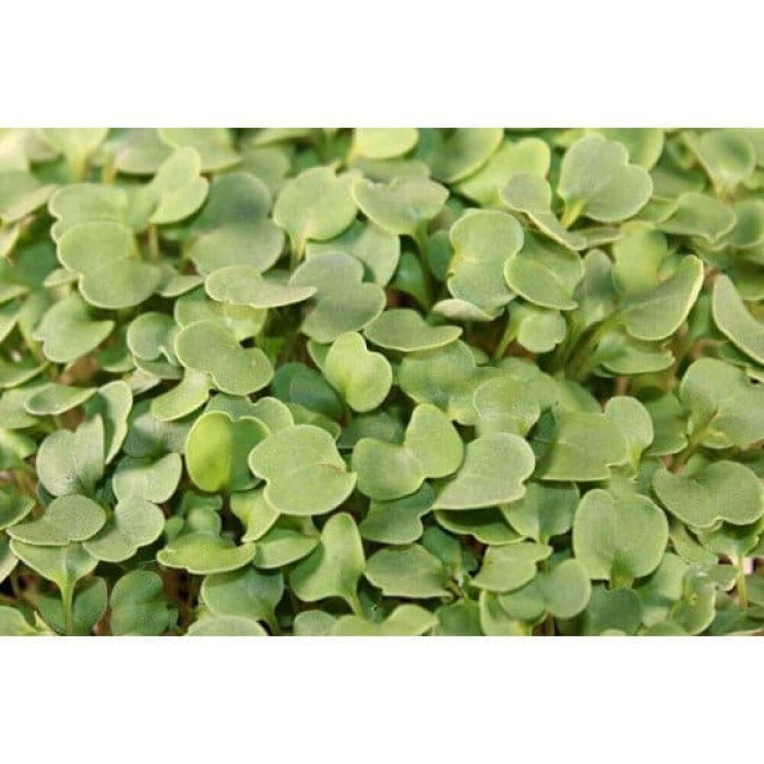 Рукола - насіння мікрозелені - купить в Украине