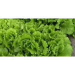 Насіння Салату Одеський Кучерявець
