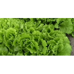 Салат Одеський Кучерявець