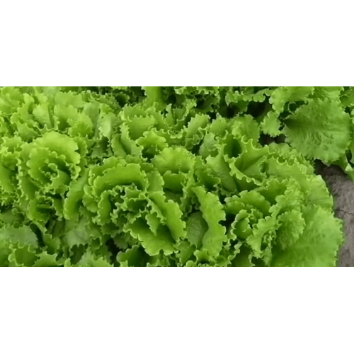 Салат Одеський Кучерявець - насіння мікрозелені.