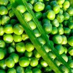 Горох Зекон, насіння гороху Зекон, купити насіння гороху Зекон в Україні - Microgreen.in.ua